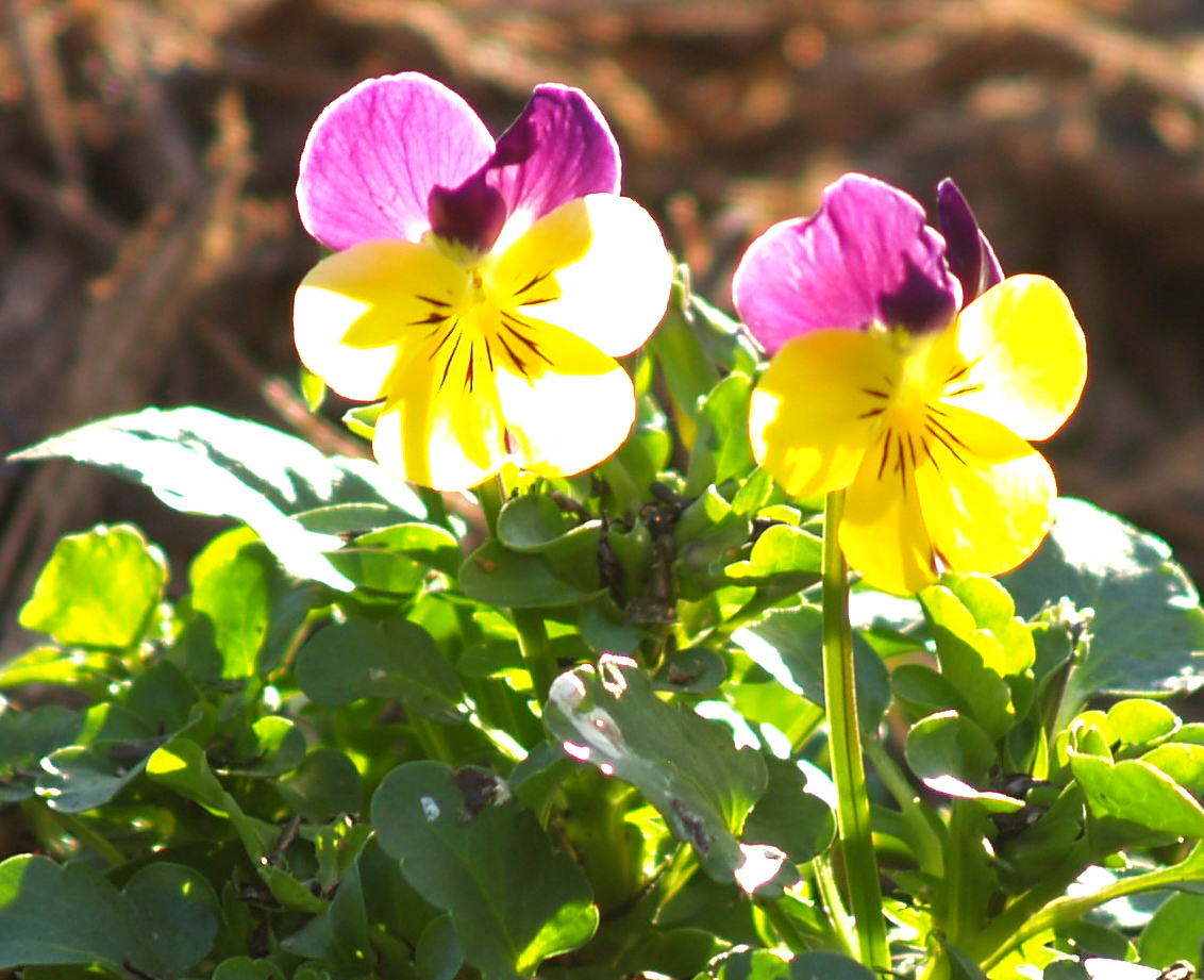 Violas