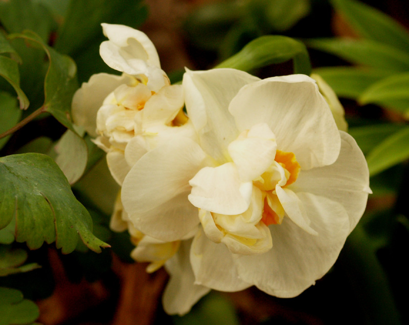 narcissus Abba Narcissus Abba