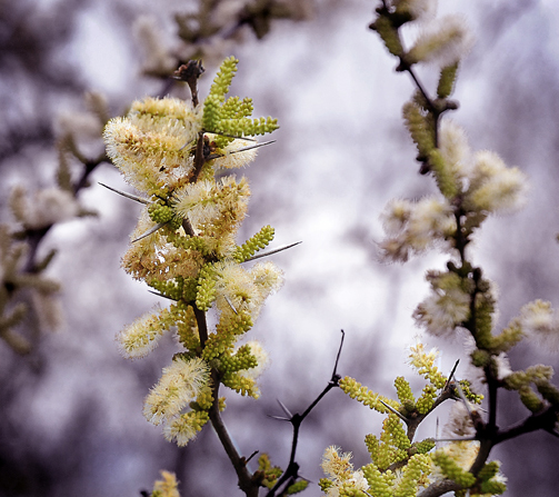 Acacia rididula Acacia rigidula