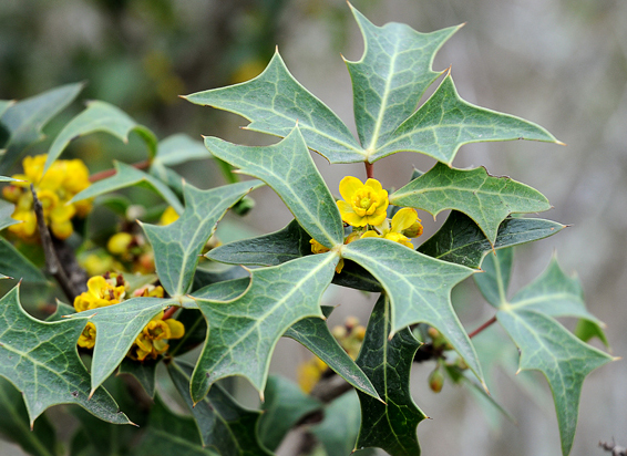 Agarita flowers