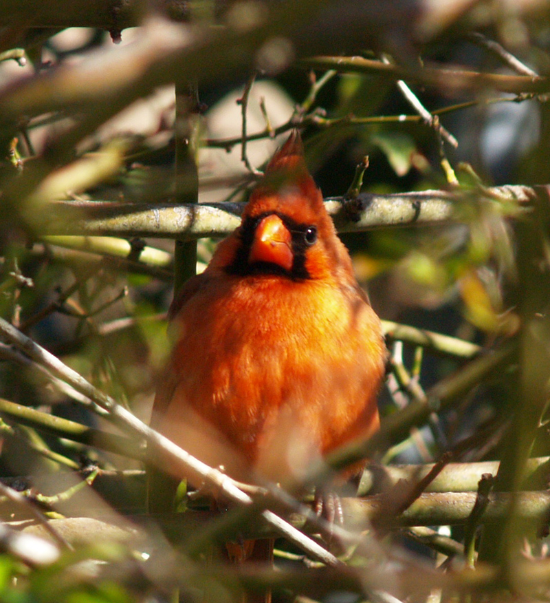 Cardinal in Lady Banks rose