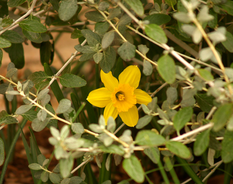 Narcissus Gigantic Star