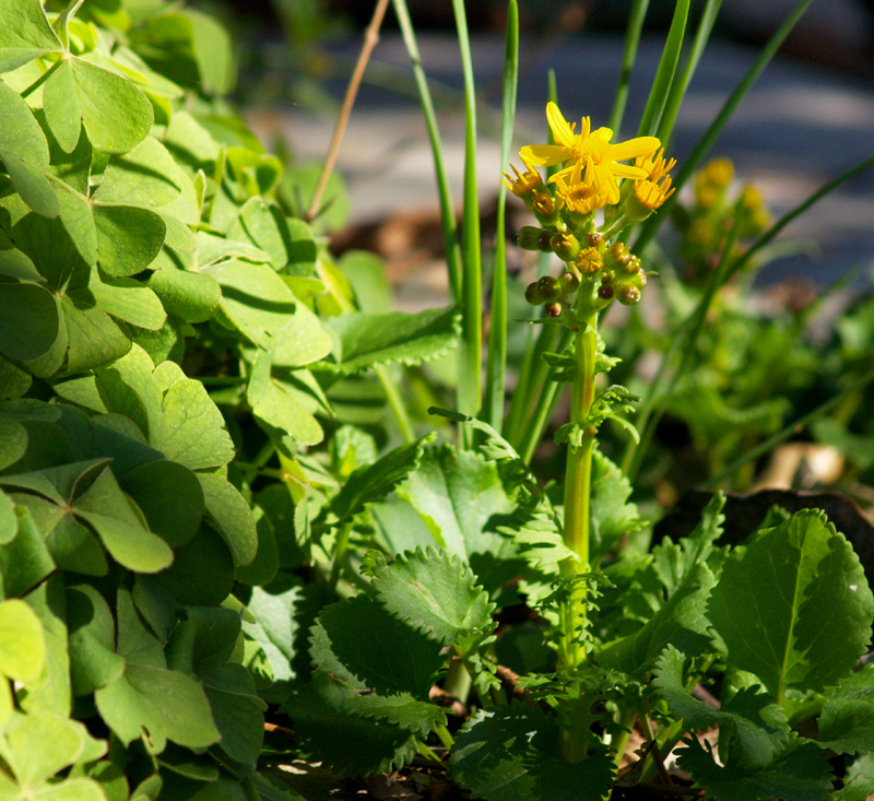 Golden groundsel (Packera obovata) 