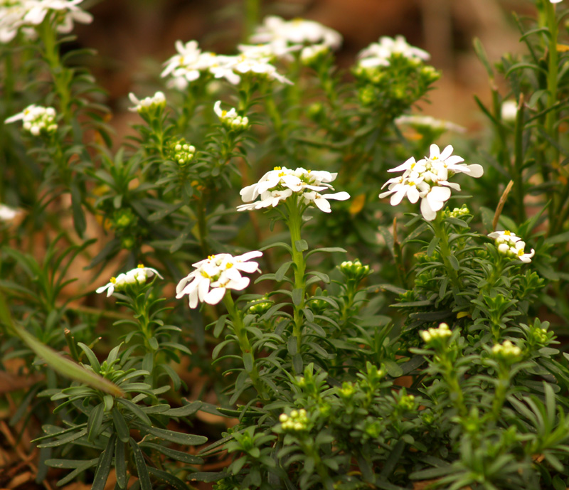 Candytuft Candytuft (Iberis sempervirens)