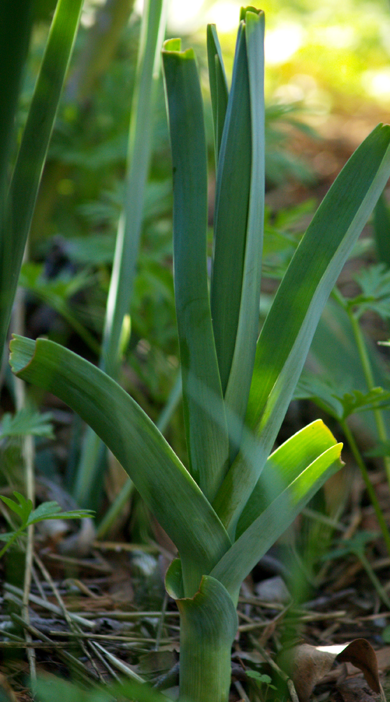 Leek from supermarket root 