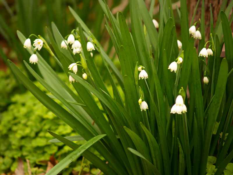 Leucojum flowers