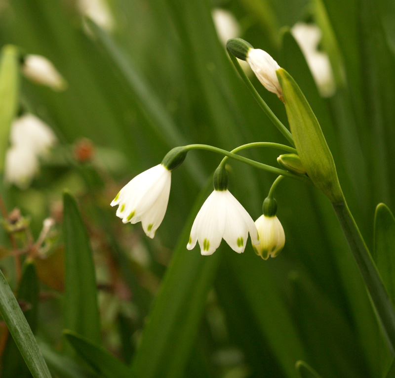 Leucojum flowers