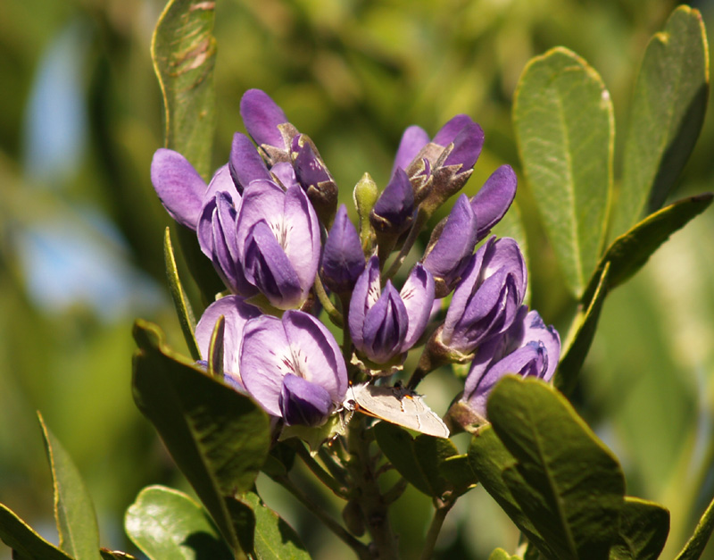 Mountain laurel flower with sulfur butterfly