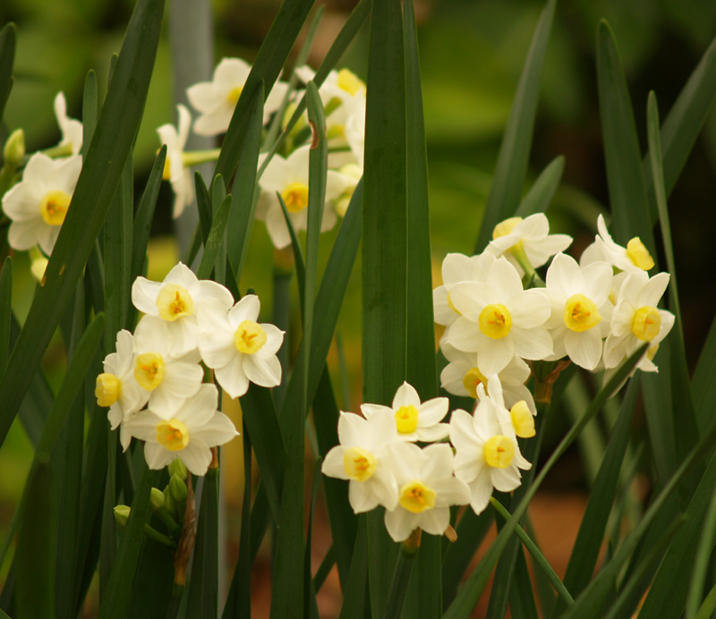Narcissus
