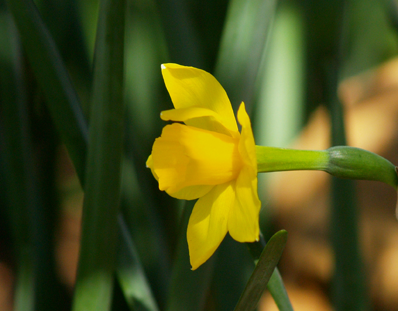 Narcissus Sweetness