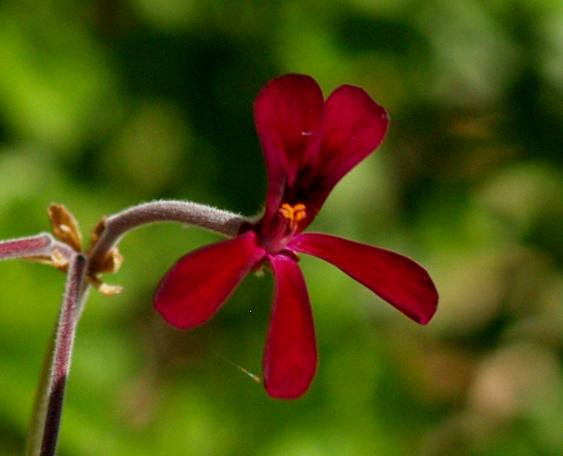 Pelargonium sidoides flower