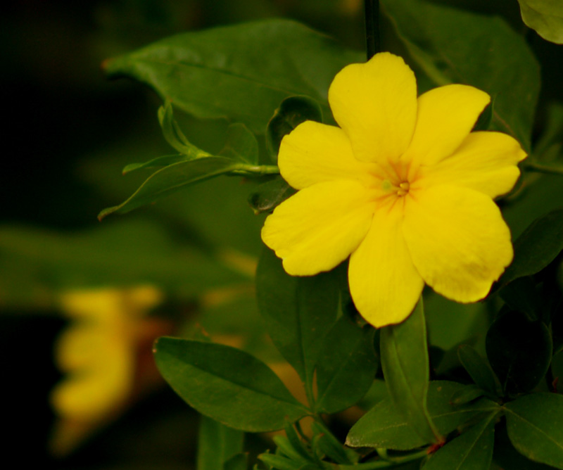 Primrose jasmine flower