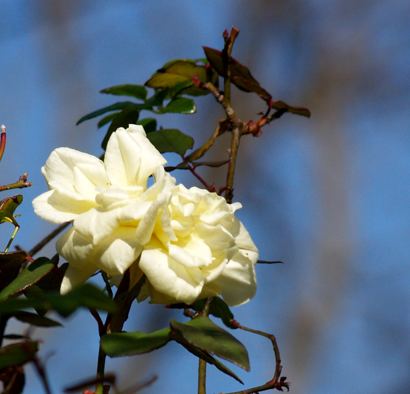 Isabella Sprunt rose