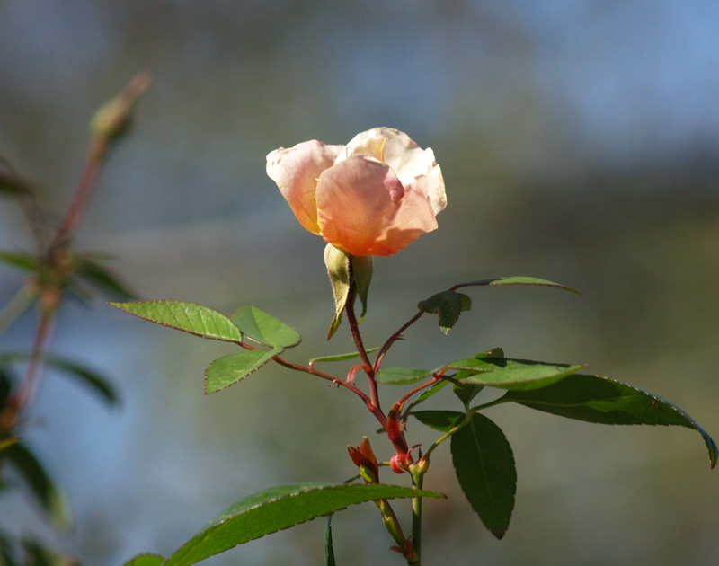 Mutabilis rose