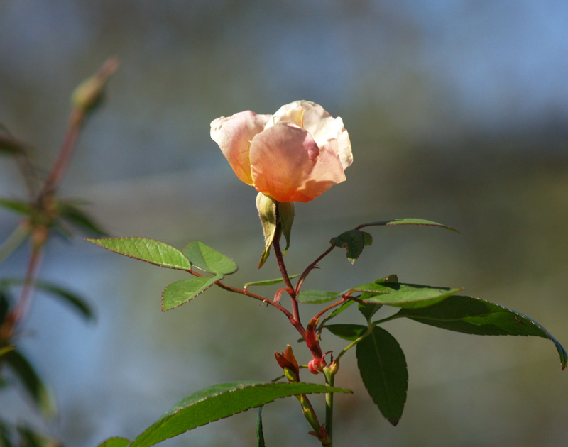 Mutabilis rose Mutabilis rose