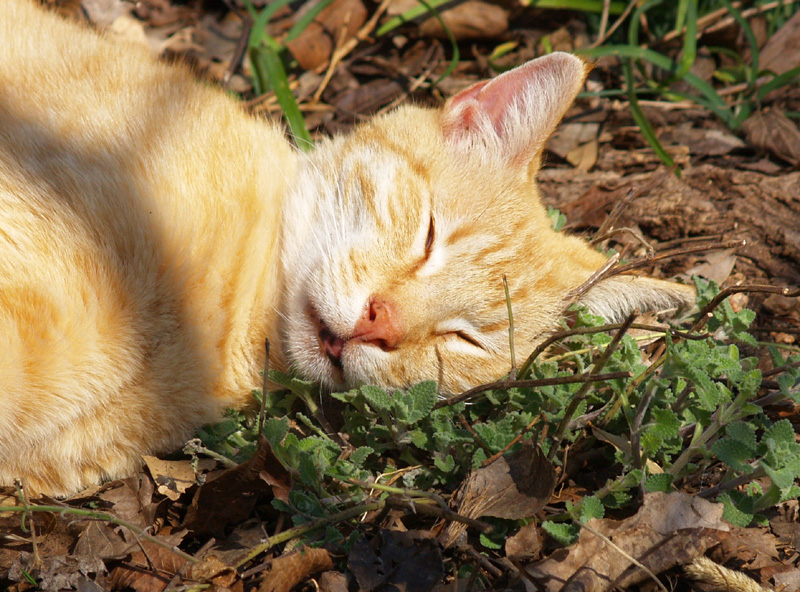 cat in catnip