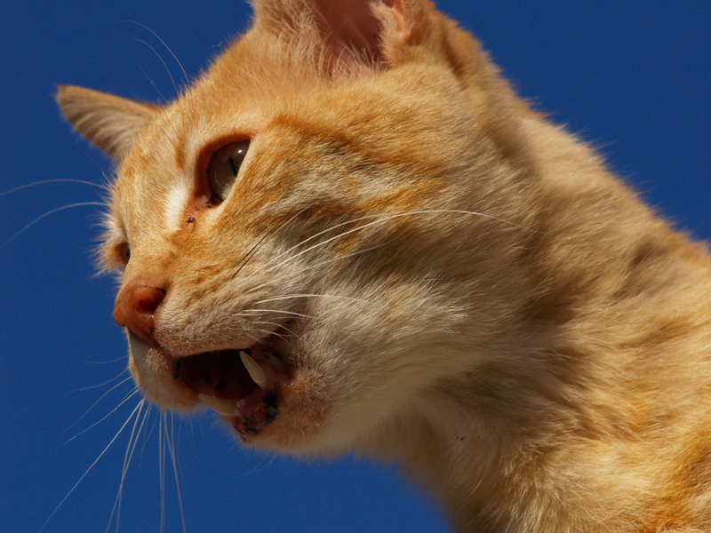 Sam cat on roof cat on roof