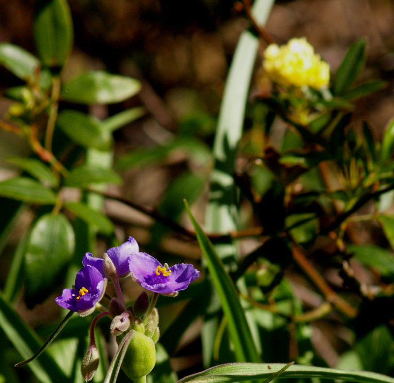 Spiderwort with Lady Banks rose