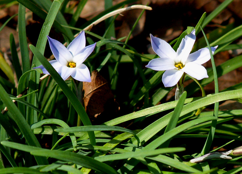 Spring starflower (Ipheion uniflorum) Spring starflower (Ipheion uniflorum)