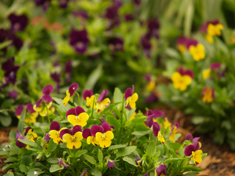 violas in central texas garden