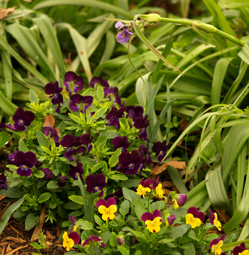 Violas with spiderwort 