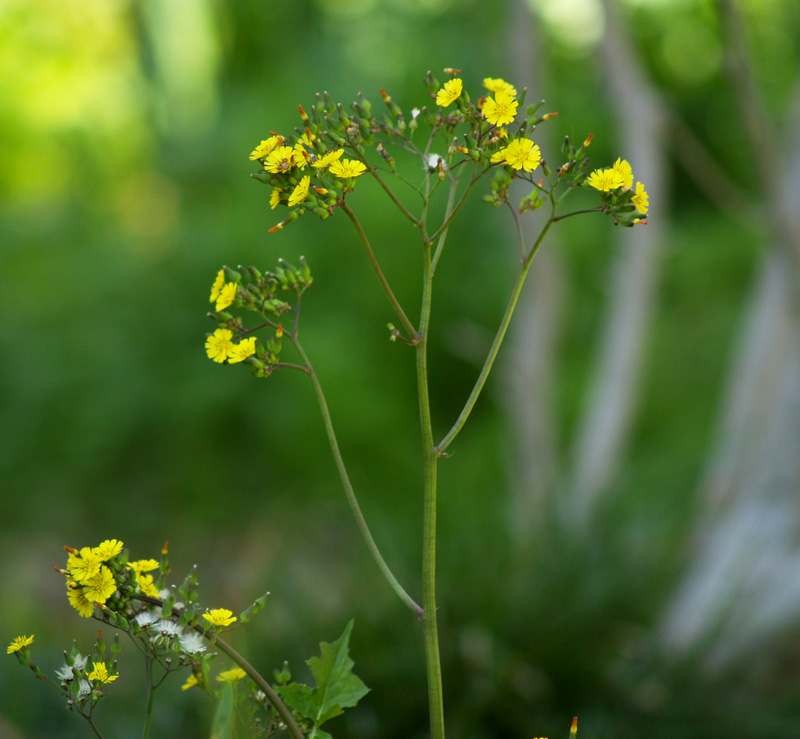 Yellow flower ID