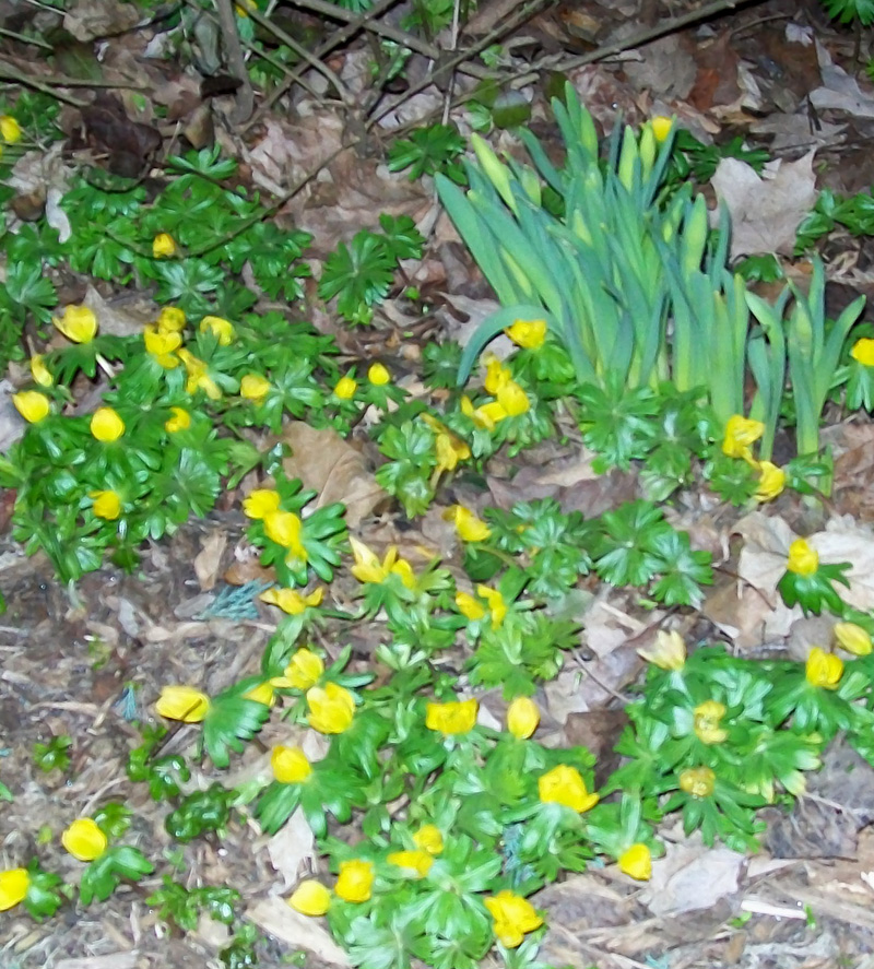 Winter aconite Winter aconite