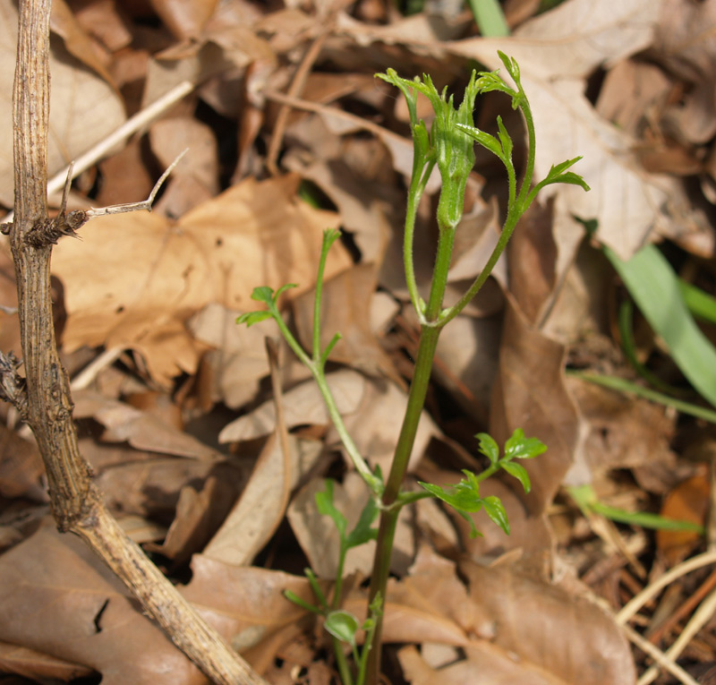 Autumn clematis shoot