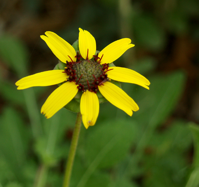 Berlandeira lyrata