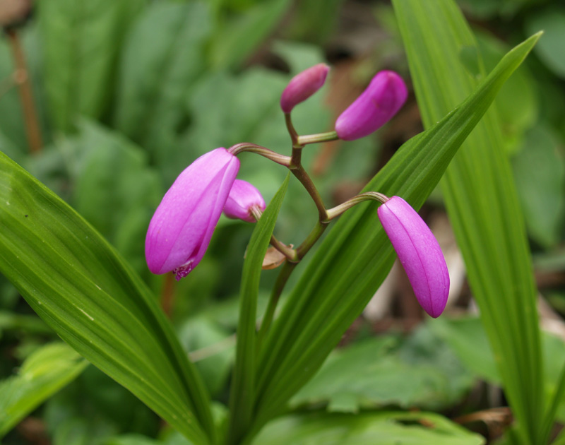 Bletilla striata