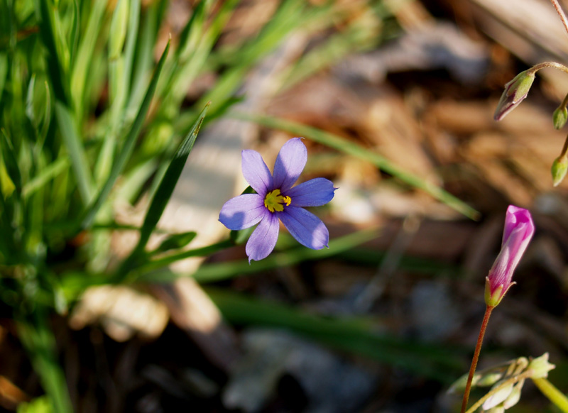 Blue-eyed grass