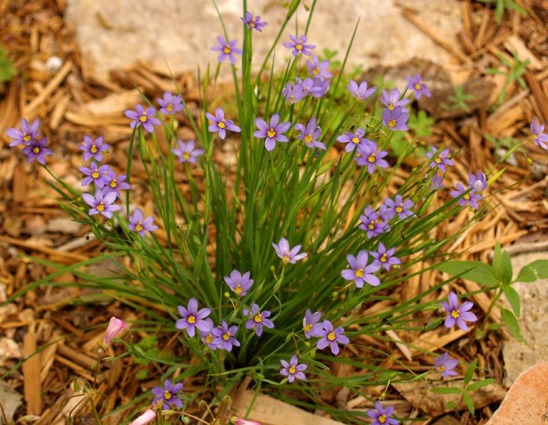 Blue-eyed grass Blue-eyed grass