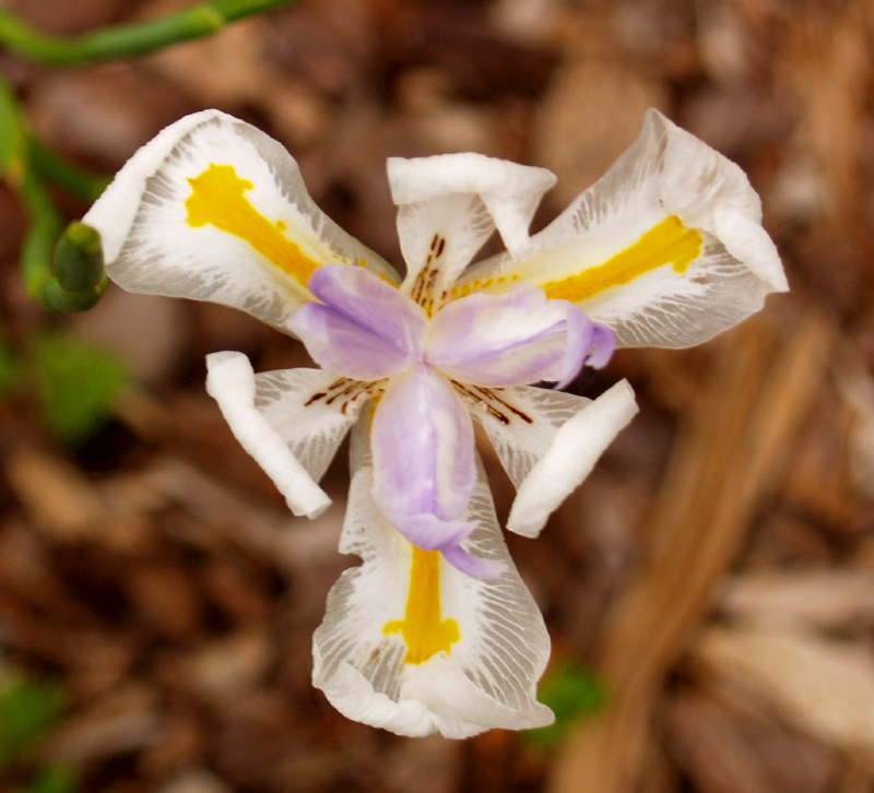 Butterfly iris, Dietes grandiflora