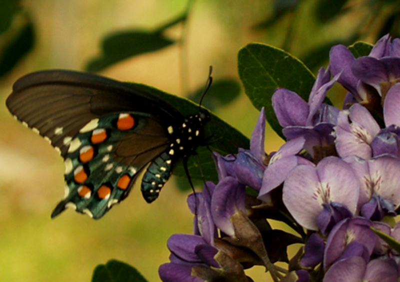 Pipevine swallowtail on mountain laurel flower