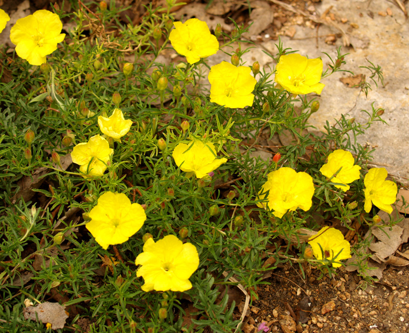 Calylophus Calylophus