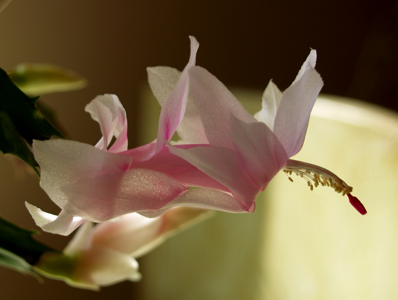 Christmas cactus Christmas cactus rebloom in February