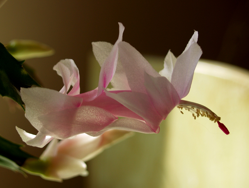 Christmas cactus rebloom in February 