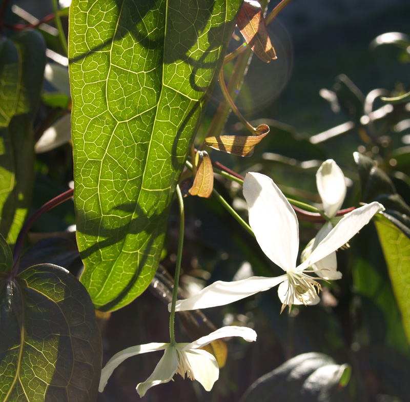 Clematis armandii flower and leaf Clematis armandii flower and leaf