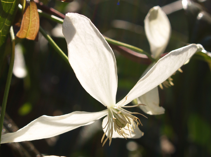 Clematis armandii flower Clematis armandii flower