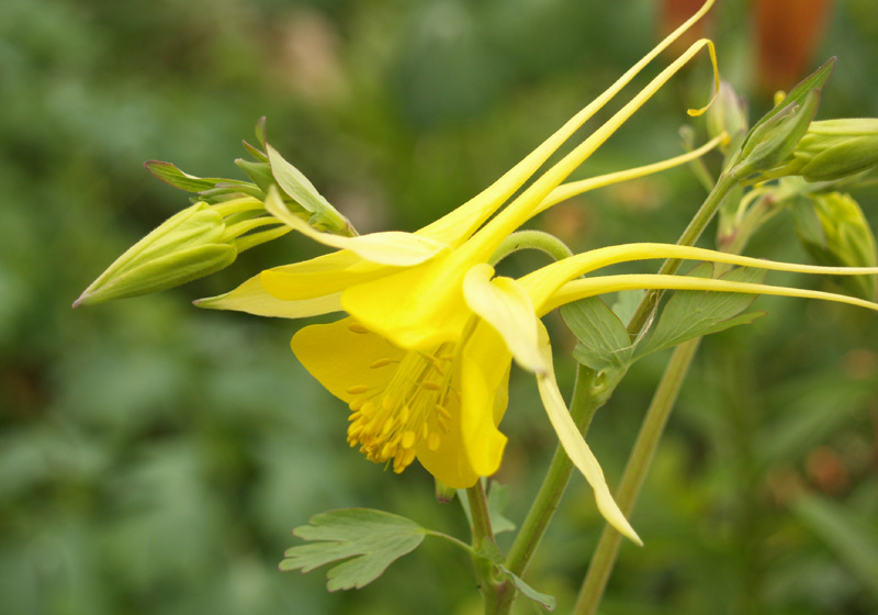 Columbine columbine