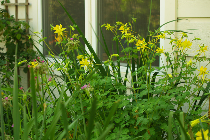 Hinkley columbine