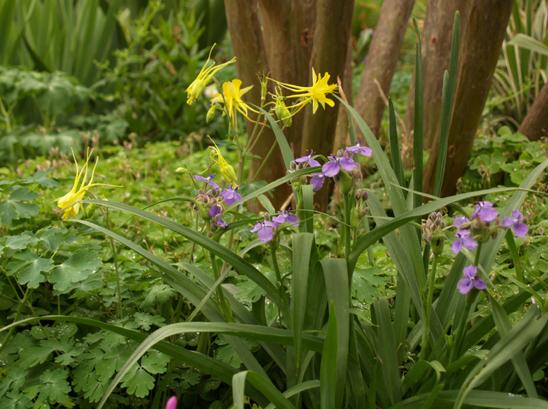Columbine and spiderwort Spiderwort and columbine