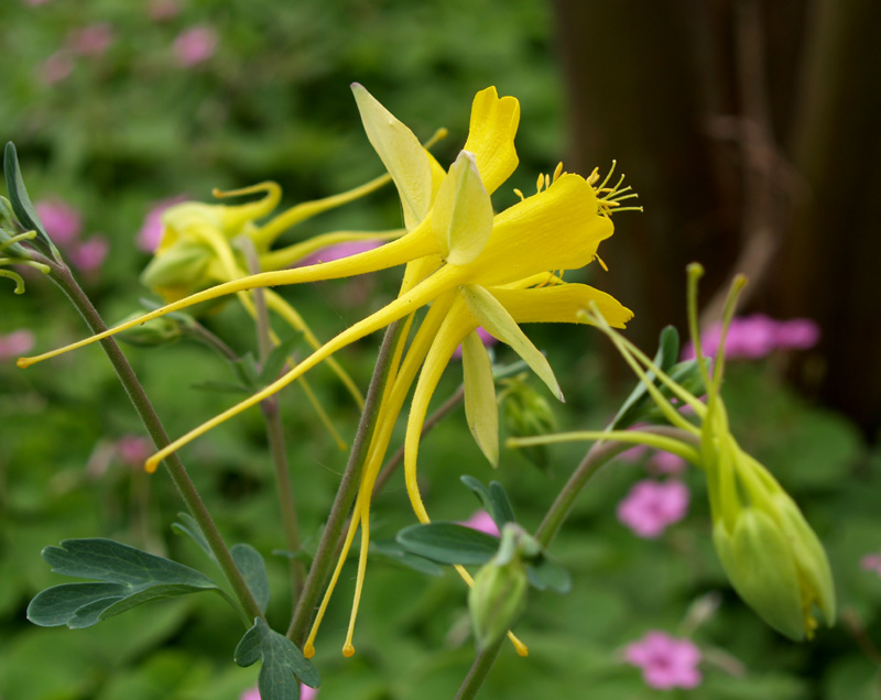 Columbine 