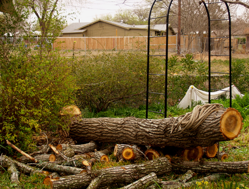 Cottonwood cut down