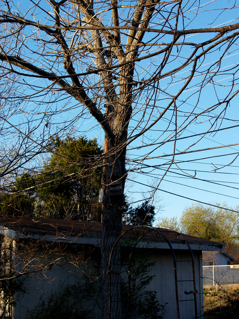 fragile cottonwood tree