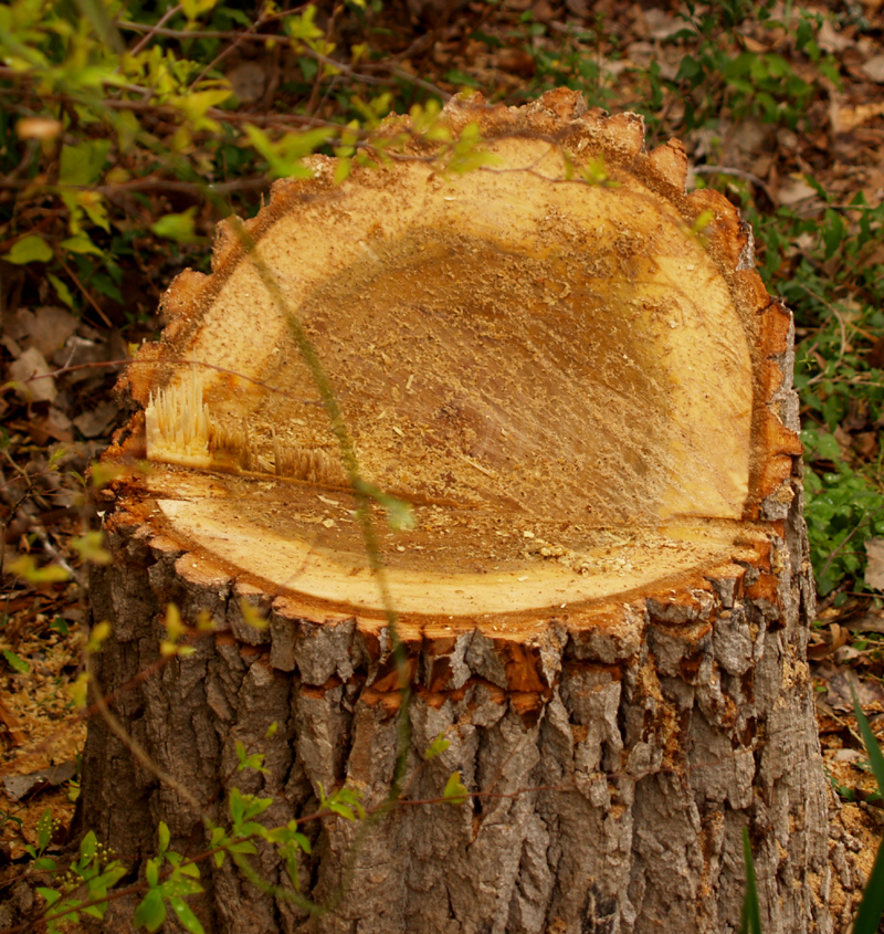 cottonwood stump