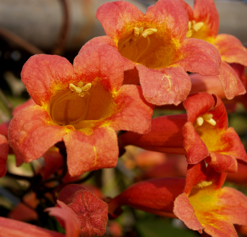 Crossvine Tangerine Beauty 