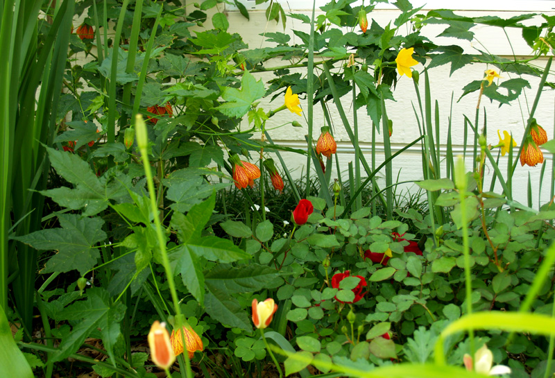 Valentine rose, Patrick abutilon, spring bulbs