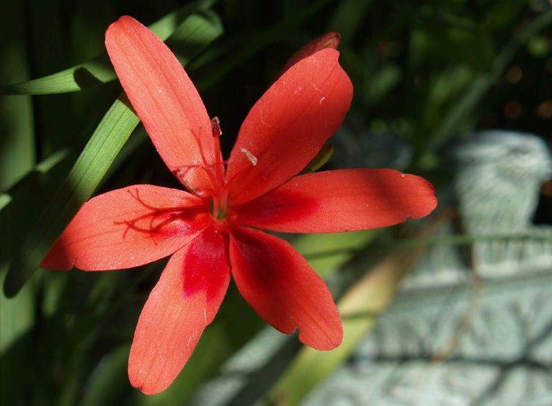 Freesia laxa Freesia laxa