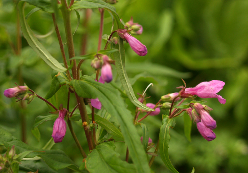 Gulf penstemon